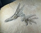 Double Gogia Spiralis Fossil Cambrian Utah Echinoderm Alien-like Fossil