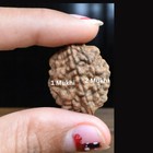 2 Mukhi Rudraksha Bead     Certified Natural Two Faced Rudraksha From Nepal And In