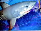Robo Alive Great White Shark     Jaws Fans    New