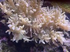 4    Large Frag Live Rainbow Nephthea Coral Reef Tank Beginner Soft Coral