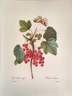 P  J  Redoute Flowers Ribes Vulrum Botanical Art Print Book Plate 51