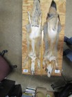 Tanned Nice Grey Fox With Feet Claws Soft Fluffy Winter Fur  Animal Hide