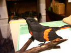 Hand Carved Bird Robert Gray Ocean Pines Md American Redstart Folk Art