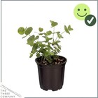 Live Aromatic And Healthy Herb - Eucalyptus  4 Per Pack  - Assorted Varieties   