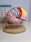 Human Brain Model For Neuroscience Teaching W  Labels 1 5x Bigger