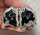 Incredible Agatized Coral Geode Tampa Bay Florida Rare Specimen