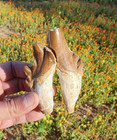 Amazing Basilosaurus Teeth Authentic Paleocene Fossilized Dinosaur Age Morocco