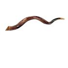 Shofar Kudu Yemenite Horn Chofar 44 - 48  Kosher Polished Free Odor Neutralizer