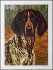 German Shorthaired Pointer Gsp Dog  Art Limited Edition Print By Julie Stooks