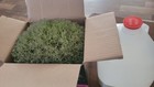 Fresh Picked Natural Live Reindeer Moss