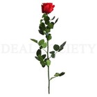 Verdissimo Preserved Standard Long Stem Roses Bundle 15x Red Rose   5x Pink Rose