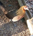 Very Nice ruble Gamefowl Pullet   For Breeding Purposes Only 
