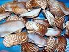 1 2 Pound Of Natural Turkey Wing Sea Shells 2 To 2-1 2   Beach Decor Crafts