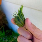 Ionantha Hazelnut Air Plant  interesting Shape Tillandsia 
