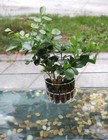 2 Pack Clear Aquarium Plant Holder Top Hanging Fish Tank Plant Holders Fits
