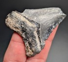 Beautiful Dark Grey Megalodon Shark Tooth Bv Florida Quality Fossil