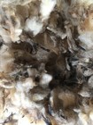 Raw Sheep Wool Fleece  2 Lb  Unwashed  For Spinning  Stuffing  Felt  Fiber Craft