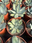 Raresucculent Plant Agave Parryi Garden D  cor Boutique 8-10cm