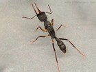 Harpegnathos Venator Colony 10w-20w Included Nest - Feeder Insect