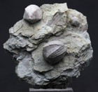 Blastoid Fossil Plate Sea Life Matrix Mineral Specimen Echinoderm Illinois Rare