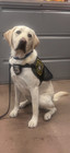 Newark Police K9 Dog - Peer Support Unit Patch - Officer Hobbes 