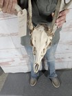 Freak 7 Point Whitetail Deer Antler Rack Horn Skull European Mount Man Cave 