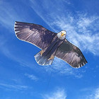 Bald Eagle Huge Kite For Kids And Adults Single Line String Easy To Fly