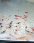  1ea Sale     10  Neocaridina Shrimp Culls  orange red blue mostly Yellow 