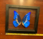 Real Framed Blue Morpho Helena Butterfly - 8 x7  Mount