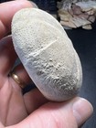 Rare Large Fossil Cretaceous Sea Urchin Macraster Justin Texas Wolf Fam Col