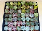 2  Live Assorted Succulent Plants Bulk Pack     Wedding Party Favors Free Shipping