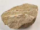 Odontopteryx Toothed Bird Bone Fossils - Ouled Abdoun Basin - Oued Zem  Morocco 