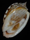 176 Phalium Fimbria W o 100 7mm Top Grading Important Natural Seashell Rare