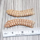 2 Extra Extra Large Rattlesnake Rattles    769   Taxidermy Diamondback Sidewinde