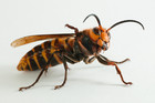 Asian Giant Hornet   Vespa Mandarinia  -  murder Wasp  In Display Pack  Unspread