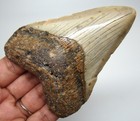 Megalodon Shark Tooth - 3 66    Real Fossil Shark Teeth - No Restorations Natural
