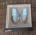 Real Male Blue Butterfly Morpho Helenor Mounted In Acrylic Display  Costa Rica 