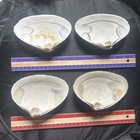 Natural Witch   s Seashell  Ocean Altar Decor  Ritual Offering wicca 4pcs  Lot 12