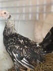 Poultry Chicken Gamefowl