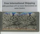 Dominica Eccentric Growth Cocoa Pods Bwi West Indies Keystone Stereoview