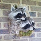 Double Trouble - Twin Raccoon Mount - New