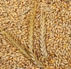 Barley - Whole Grain 300  Seeds  Organic- non-gmo cat Grass  Great Starter Pack 
