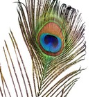 Piokio 50 Pcs Peacock Feathers In Bulk 10-12 Inch 25-30 Cm  Bulk For Diy Craf   