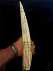  Scrimshaw Walrus Tusk Cribbage Board Resin  Reproduction 15 Inches Long