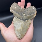 Megalodon Tooth Huge 5 4    Prehistoric Shark Tooth Fossil 50 Foot Shark Tooth