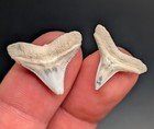 Incredible Rare Pair Of White Upper And Lower Bull Shark Teeth Fossilized Gems