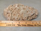 Fossilized Rugose Coral Petoskey 1 89 Lbs