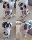 Sliver Straight Dog Wigs For Small Medium Large Dog Costume  Diy Cuttable Pet   