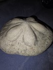 Fossilized Sea Biscuit Giant Fossil Sand Dollar  Great Condition