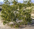 2 Oz Fresh Leaves   Twigs  creosote Bush  chaparral  medicinal Herb desert Rain1